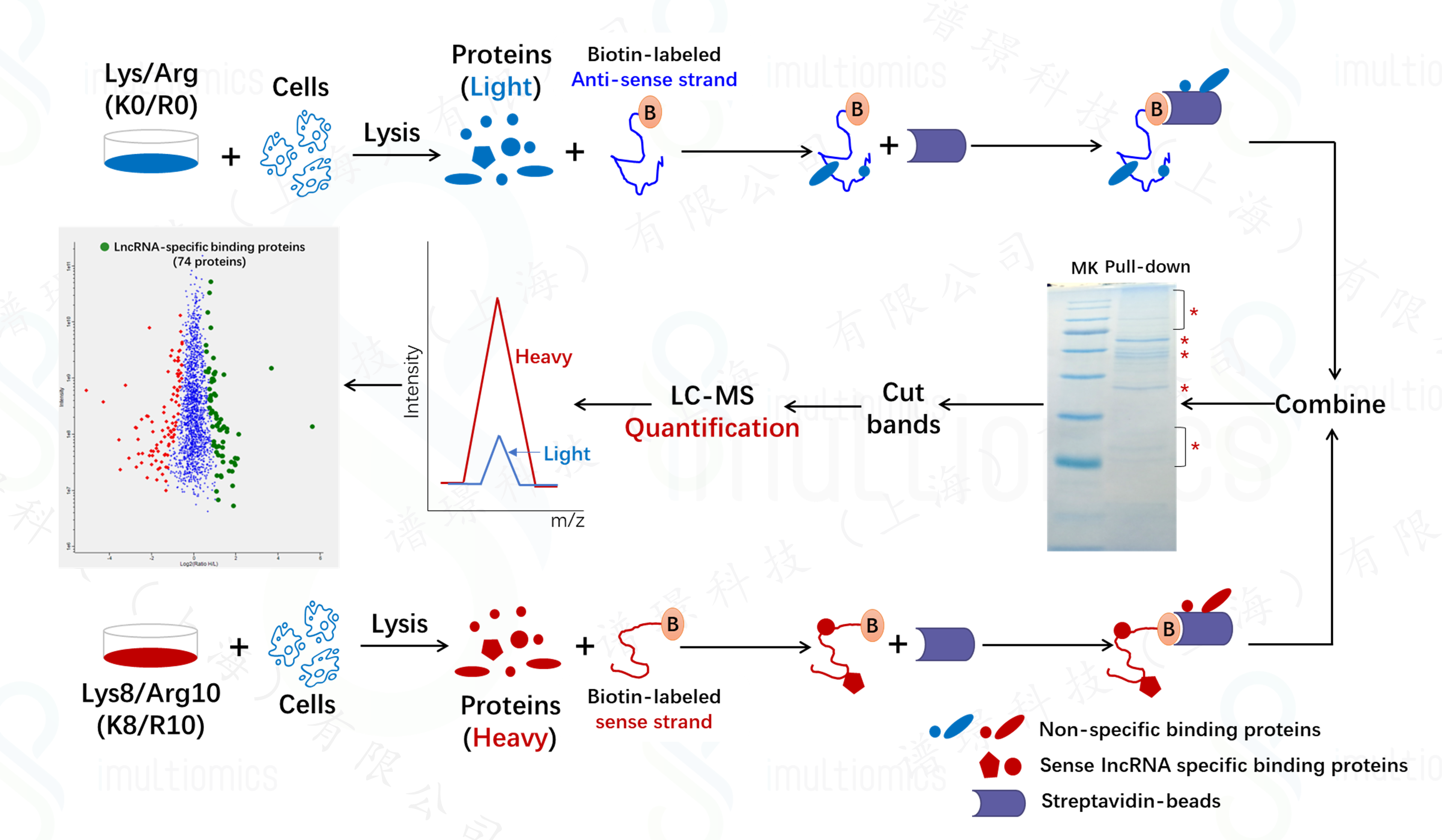 SILAC-lncRNA-PD-MS_1