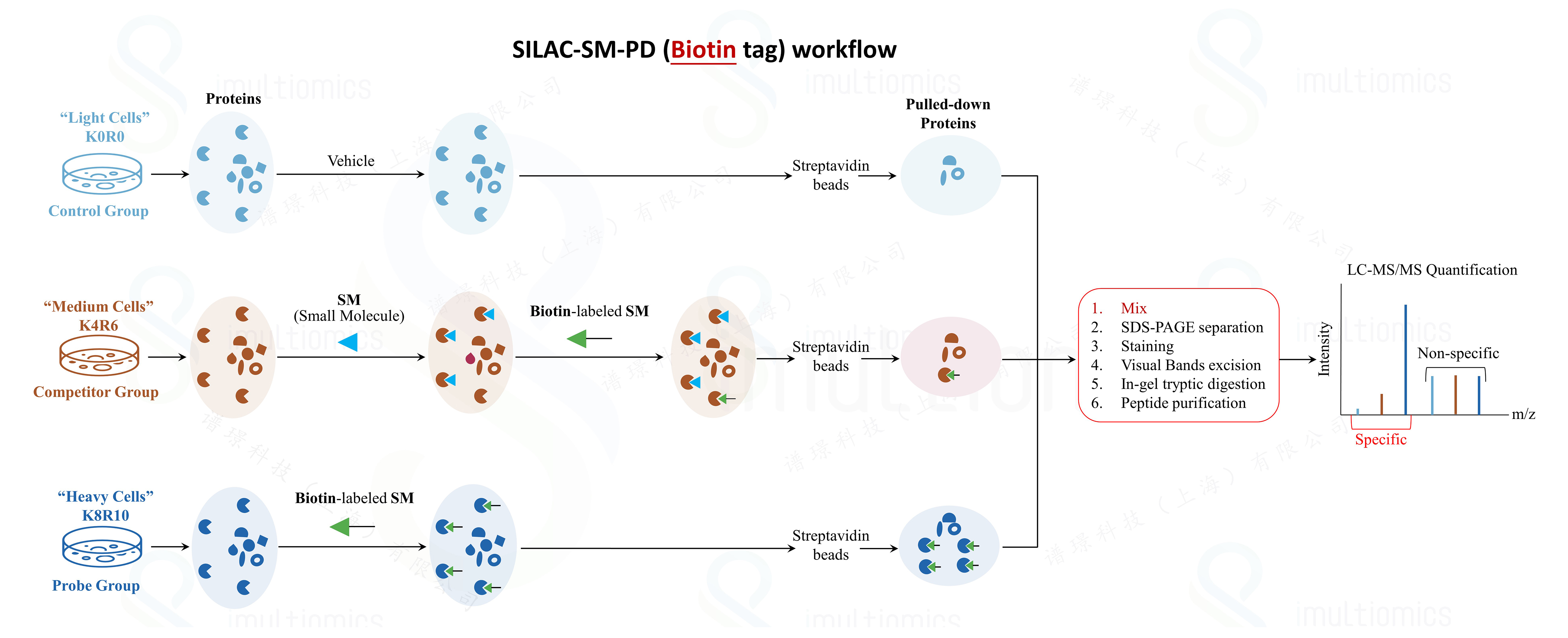 SILAC-SM-PD (Biotin-tag)