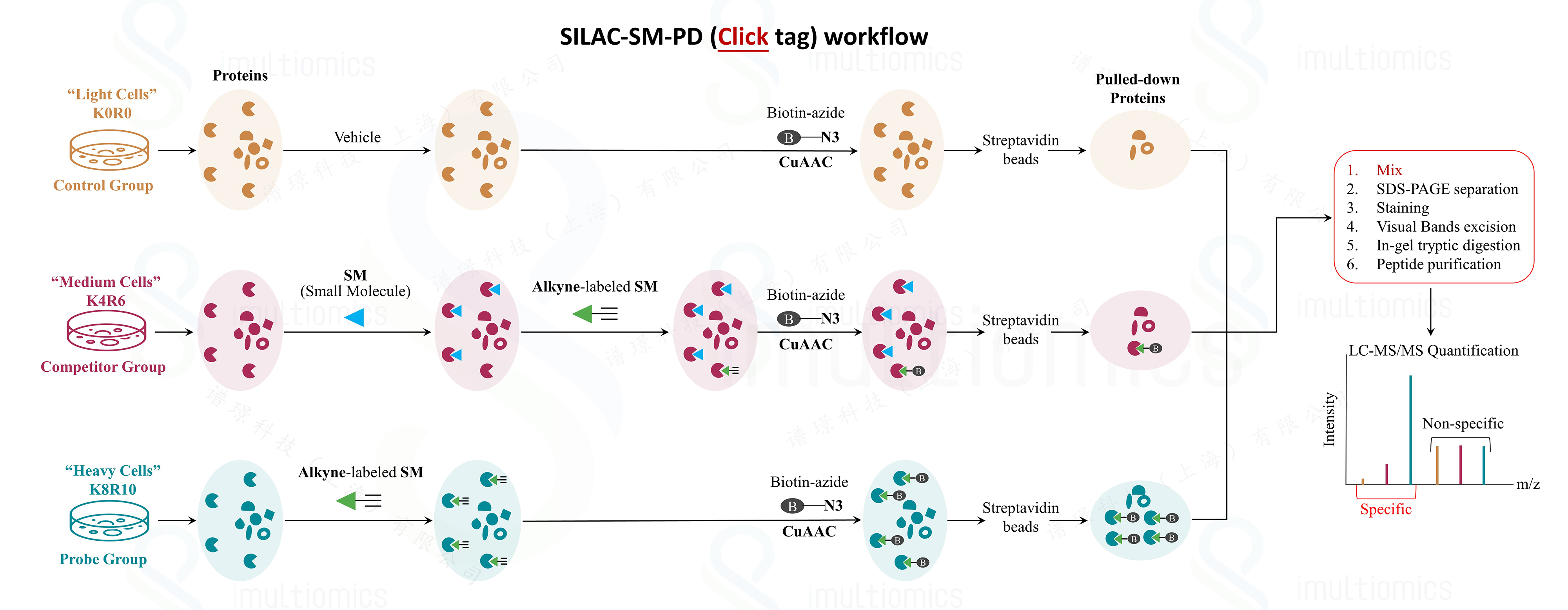 SILAC-SM-PD (Click-tag)