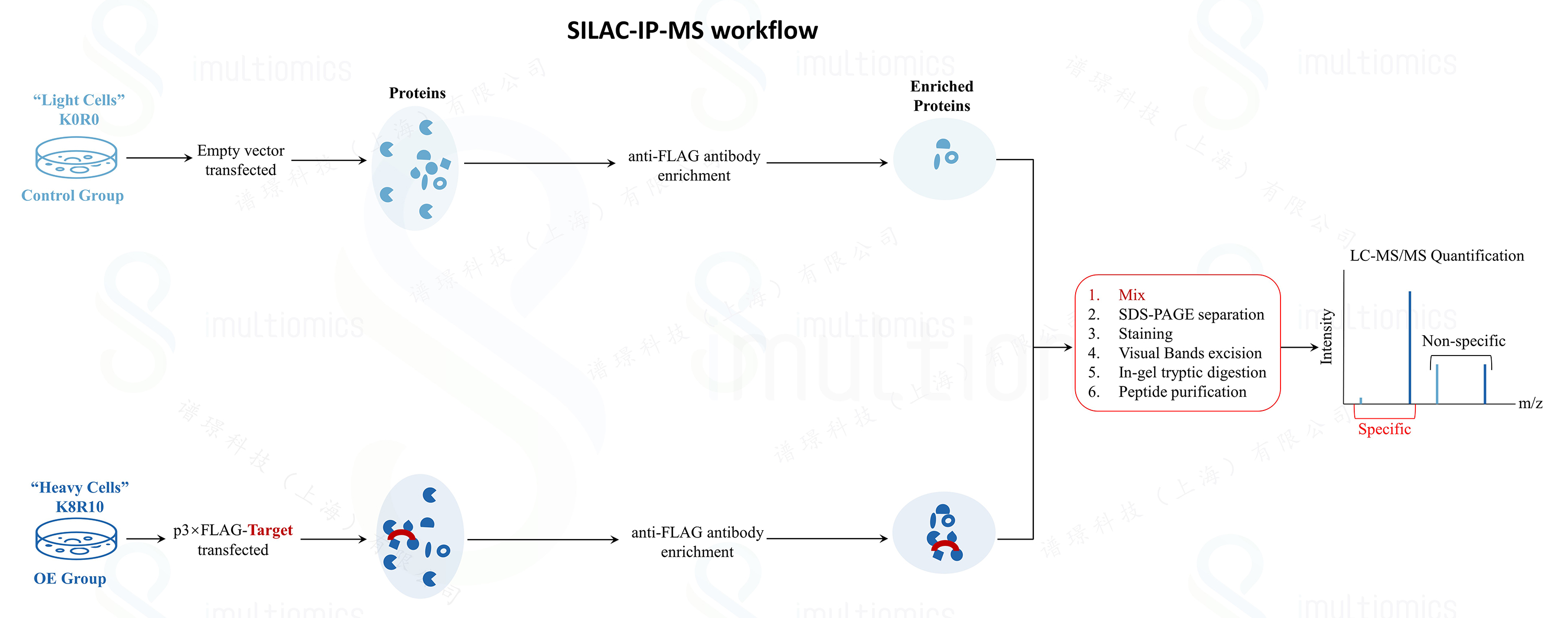 SILAC_IP-MS流程图